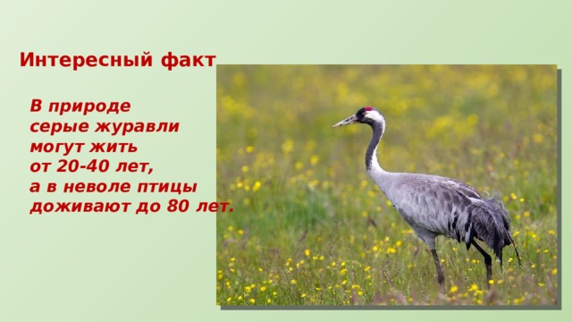 Интересный факт В природе серые журавли могут жить от 20-40 лет, а в неволе птицы доживают до 80 лет. 