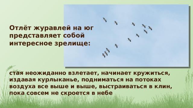 Отлёт журавлей на юг представляет собой интересное зрелище: стая неожиданно взлетает, начинает кружиться, издавая курлыканье, подниматься на потоках воздуха все выше и выше, выстраиваться в клин, пока совсем не скроется в небе 