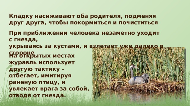 Кладку насиживают оба родителя, подменяя друг друга, чтобы покормиться и почиститься При приближении человека незаметно уходит с гнезда, укрываясь за кустами, и взлетает уже далеко в стороне На открытых местах журавль использует другую тактику – отбегает, имитируя раненую птицу, и увлекает врага за собой, отводя от гнезда. 