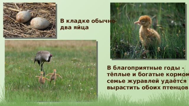 В кладке обычно два яйца В благоприятные годы - тёплые и богатые кормом, семье журавлей удаётся вырастить обоих птенцов 
