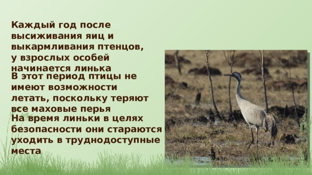 Каждый год после высиживания яиц и выкармливания птенцов, у взрослых особей начинается линька В этот период птицы не имеют возможности летать, поскольку теряют все маховые перья На время линьки в целях безопасности они стараются уходить в труднодоступные места 