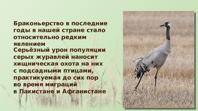 Браконьерство в последние годы в нашей стране стало относительно редким явлением Серьёзный урон популяции серых журавлей наносит хищническая охота на них с подсадными птицами, практикуемая до сих пор во время миграций в Пакистане и Афганистане 