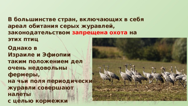 В большинстве стран, включающих в себя ареал обитания серых журавлей, законодательством запрещена охота на этих птиц Однако в Израиле и Эфиопии  таким положением дел очень недовольны фермеры, на чьи поля периодически журавли совершают налеты с целью кормежки 