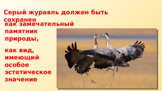 Серый журавль должен быть сохранен как замечательный памятник природы, как вид, имеющий особое эстетическое значение 