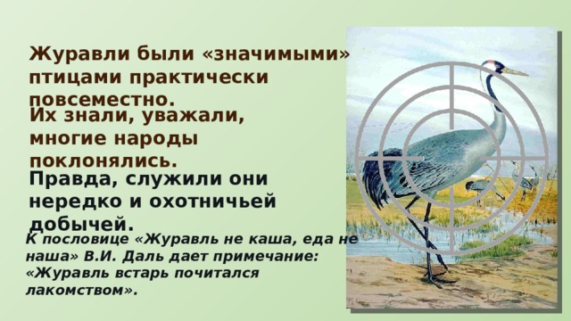 Журавли были «значимыми» птицами практически повсеместно. Их знали, уважали, многие народы поклонялись. Правда, служили они нередко и охотничьей добычей. К пословице «Журавль не каша, еда не наша» В.И. Даль дает примечание: «Журавль встарь почитался лакомством». 