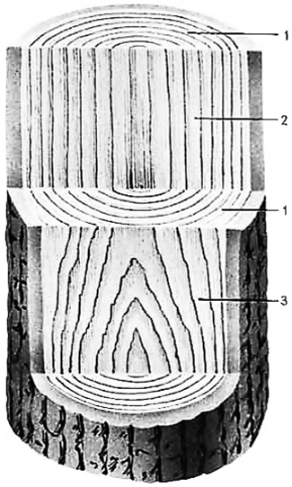 Разрезы древесины. Тангенциальный радиальный и поперечный срез. Поперечный радиальный тангентальный разрез. Поперечный радиальный тангентальный разрез ели. Тангенциальный разрез ствола дуба.