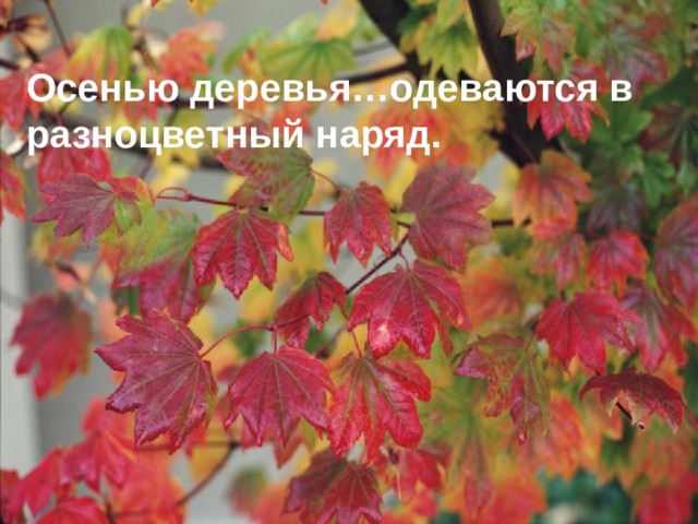 Осенью деревья…одеваются в разноцветный наряд. 