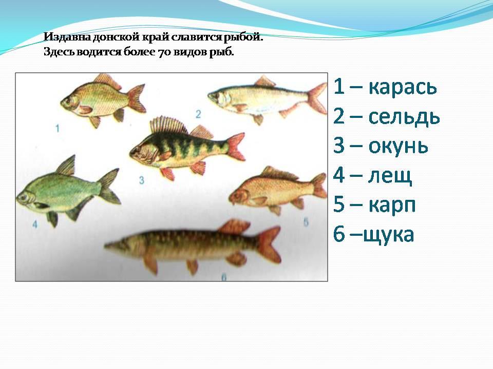 Дон река его обитатели