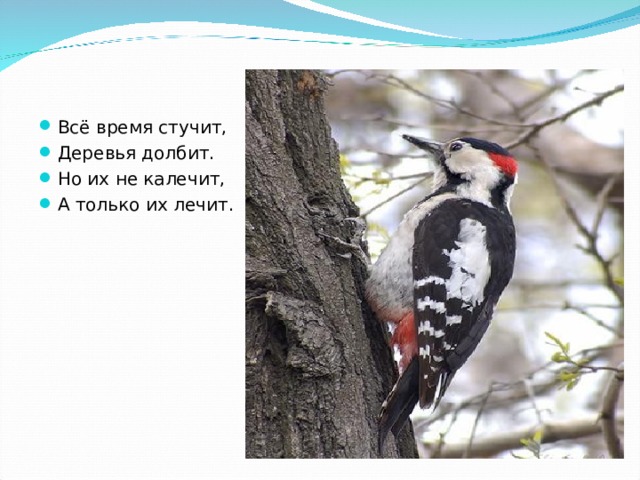 Всё время стучит, Деревья долбит. Но их не калечит, А только их лечит. 
