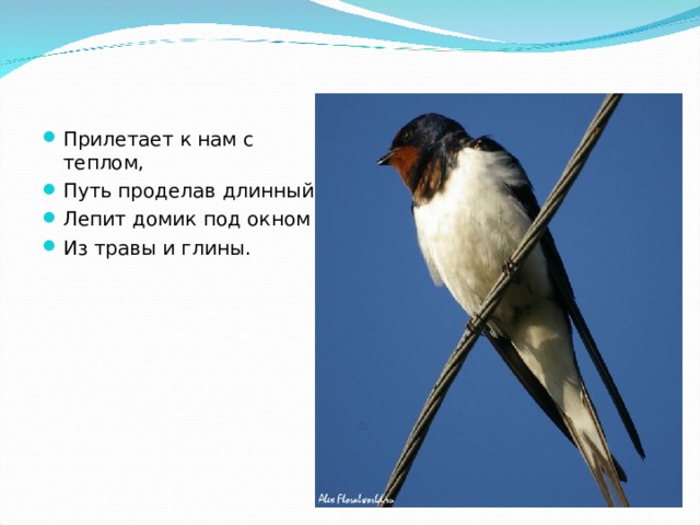 Прилетает к нам с теплом, Путь проделав длинный, Лепит домик под окном Из травы и глины. 