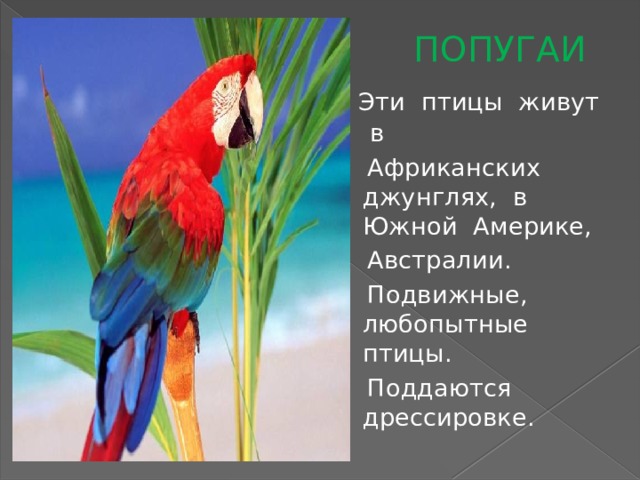  ПОПУГАИ  Эти птицы живут в  Африканских джунглях, в Южной Америке,  Австралии.  Подвижные, любопытные птицы.  Поддаются дрессировке. 