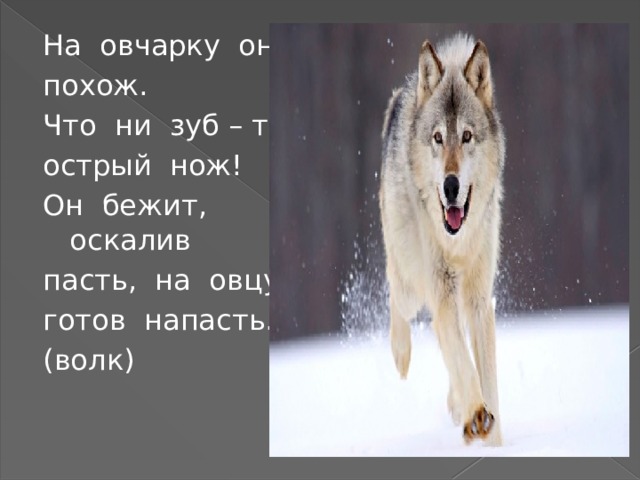 На овчарку он похож. Что ни зуб – то острый нож! Он бежит, оскалив пасть, на овцу готов напасть. (волк) 