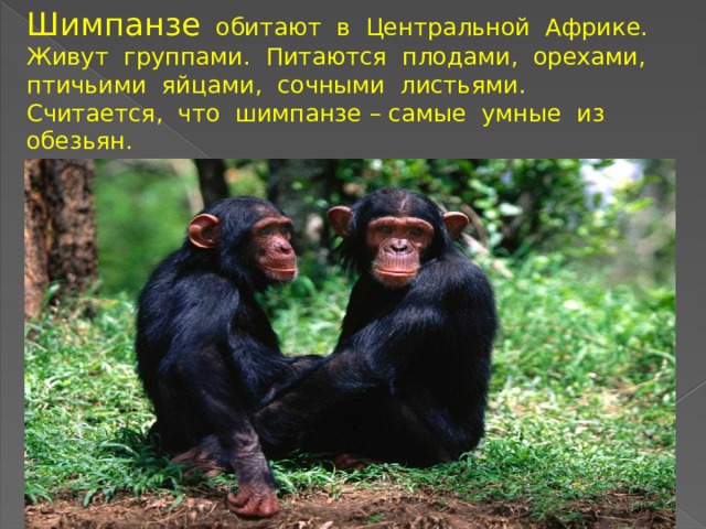 Где обитают шимпанзе. Шимпанзе обитают в Африке. Факты о шимпанзе. Шимпанзе обитало. Самые умные обезьяны.