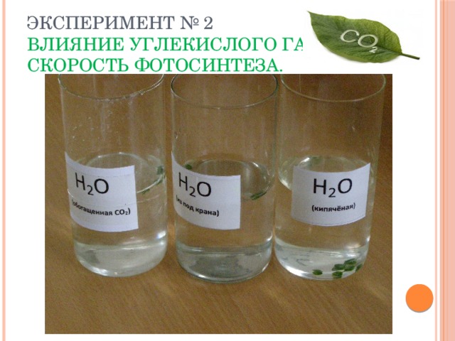 Эксперимент № 2  Влияние углекислого газа на скорость фотосинтеза. 
