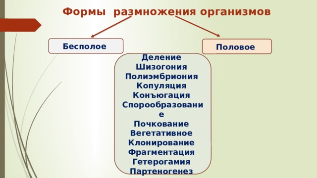 презентация 10 класс формы размножения организмов