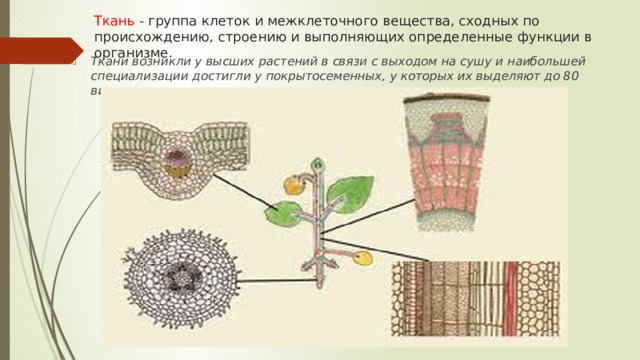 Ткань - группа клеток и межклеточного вещества, сходных по происхождению, строению и выполняющих определенные функции в организме. Ткани возникли у высших растений в связи с выходом на сушу и наибольшей специализации достигли у покрытосеменных, у которых их выделяют до 80 видов . 