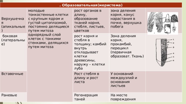 Ткани корня и стебля. Клетки образовательной ткани стебля. Рост стебля в длину меристема. Рост корня и стебля в толщину обеспечивает. Клетки какой ткани постоянно делятся.