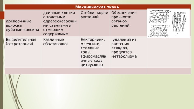 Механическая ткань длинные клетки с толстыми одревесневающими стенками и отмершим содержимым Выделительная древесинные волокна Стебли, корни растений (секреторная) Различные образования лубяные волокна Обеспечение прочности органов растений Нектарники, млечники, смоляные ходы, эфиромасляничные ходы цитрусовых  удаления из растения отходов, продуктов метаболизма 