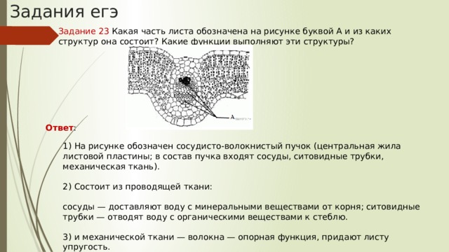 Каким номером обозначена структура