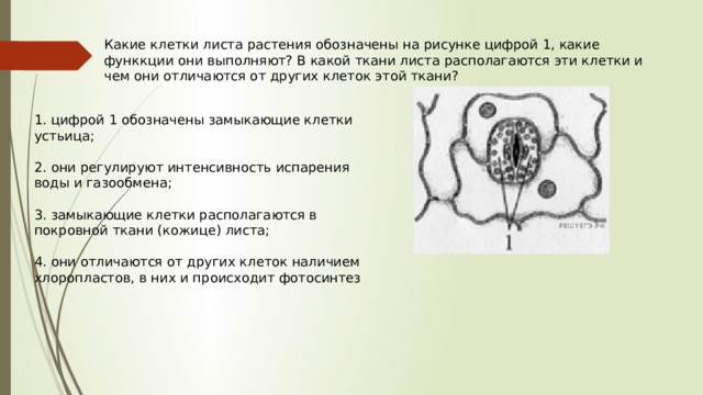 Какие клетки листа растения обозначены на рисунке цифрой 1, какие функкции они выполняют? В какой ткани листа располагаются эти клетки и чем они отличаются от других клеток этой ткани? 1. цифрой 1 обозначены замыкающие клетки устьица; 2. они регулируют интенсивность испарения воды и газообмена; 3. замыкающие клетки располагаются в покровной ткани (кожице) листа; 4. они отличаются от других клеток наличием хлоропластов, в них и происходит фотосинтез 