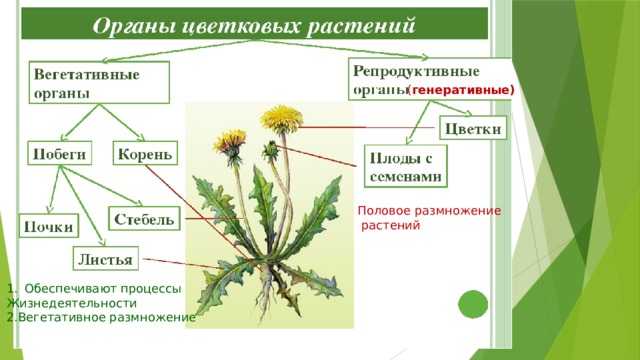 ( генеративные) Половое размножение  растений Обеспечивают процессы Жизнедеятельности 2.Вегетативное размножение  