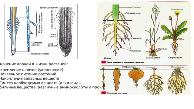Значение корней в жизни растений: 1.Укрепление в почве (укоренение) 2. Почвенное питание растений 3. Накопление запасных веществ. 4. Синтез необходимых веществ (алкалоиды, дубильные вещества, различные аминокислоты и проч.) 