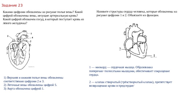Задание 23 Назовите структуры сердца человека, которые обозначены на рисунке цифрами 1 и 2. Объясните их функции. Какими цифрами обозначены на рисунке полые вены? Какой цифрой обозначены вены, несущие артериальную кровь? Какой цифрой обозначен сосуд, в который поступает кровь из левого желудочка? 1 — миокард — сердечная мышца. Образованна поперечно−полосатыми мышцами, обеспечивает сокращение сердца. 2 — клапан створчатый (трёхстворчатый клапан), препятствует возвращению крови в предсердие/ 1) Верхняя и нижняя полые вены обозначены соответственно цифрами 2 и 3. 2) Легочные вены обозначены цифрой 5. 3) Аорта обозначена цифрой 1. 