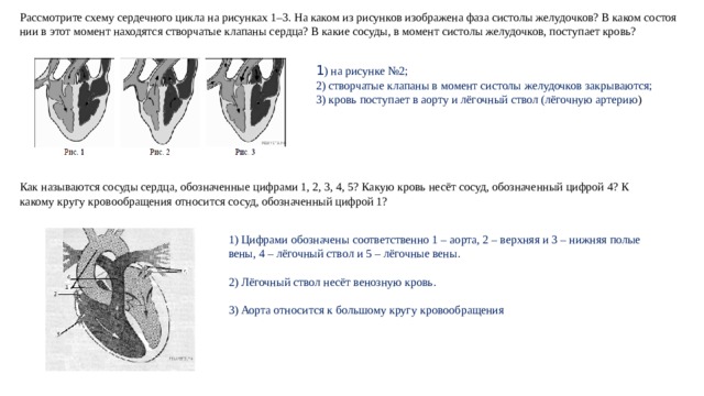 Рассмотрите схему сер­деч­но­го цикла на ри­сун­ках 1–3. На каком из ри­сун­ков изоб­ра­же­на фаза си­сто­лы желудочков? В каком со­сто­я­нии в этот мо­мент на­хо­дят­ся створ­ча­тые кла­па­ны сердца? В какие сосуды, в мо­мент си­сто­лы желудочков, по­сту­па­ет кровь? 1 ) на ри­сун­ке №2; 2) створ­ча­тые клапаны в мо­мент систолы же­лу­доч­ков закрываются; 3) кровь по­сту­па­ет в аорту и лёгочный ствол (лёгочную артерию ) Как называются сосуды сердца, обозначенные цифрами 1, 2, 3, 4, 5? Какую кровь несёт сосуд, обозначенный цифрой 4? К какому кругу кровообращения относится сосуд, обозначенный цифрой 1? 1) Цифрами обозначены соответственно 1 – аорта, 2 – верхняя и 3 – нижняя полые вены, 4 – лёгочный ствол и 5 – лёгочные вены. 2) Лёгочный ствол несёт венозную кровь. 3) Аорта относится к большому кругу кровообращения 