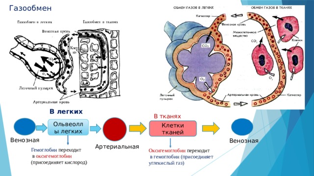 Газообмен В легких В тканях Ольвеоллы легких Клетки тканей Венозная Венозная Артериальная Гемоглобин переходит  в оксигемоглобин (присоединяет кислород) Оксигемоглобин переходит  в гемоглобин (присоединяет углекислый газ) 
