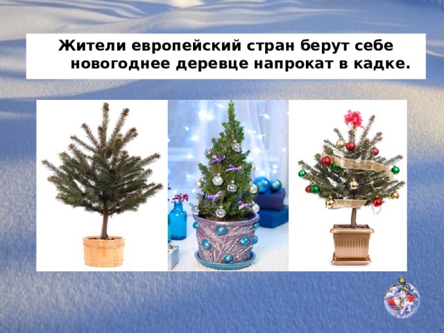 Жители европейский стран берут себе новогоднее деревце напрокат в кадке. 