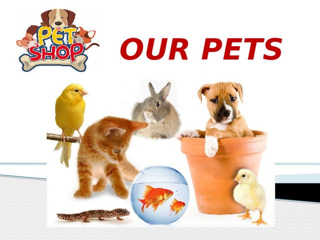 OUR PETS 