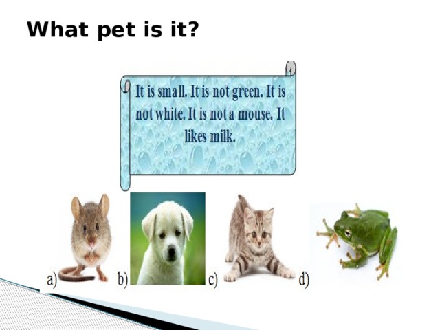 What pet is it?   