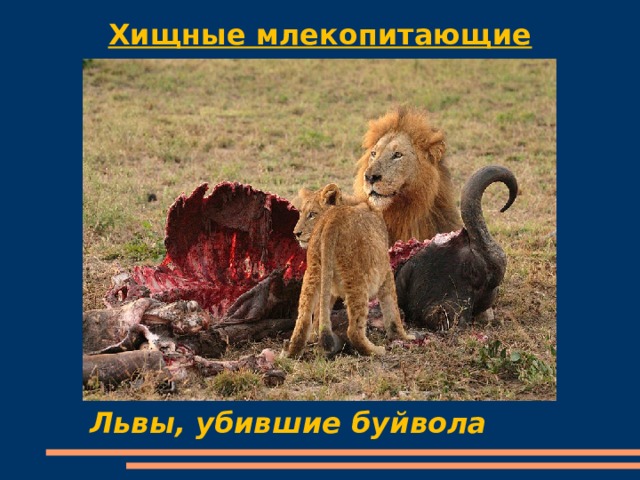Хищные млекопитающие Львы, убившие буйвола 