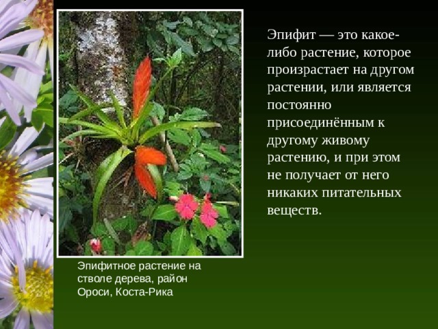 Эпифит — это какое-либо растение, которое произрастает на другом растении, или является постоянно присоединённым к другому живому растению, и при этом не получает от него никаких питательных веществ. Эпифитное растение на стволе дерева, район Ороси, Коста-Рика 