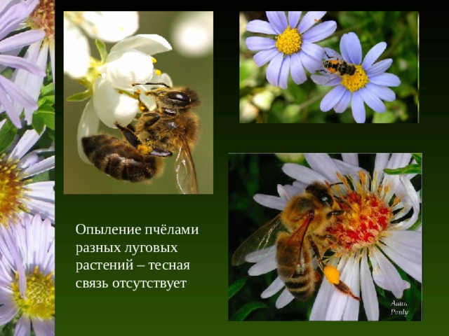 Опыление пчёлами разных луговых растений – тесная связь отсутствует 