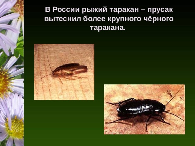 В России рыжий таракан – прусак вытеснил более крупного чёрного таракана. 
