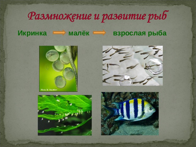 Размножение животных рыбы. Модель развития животных. Икринка малек взрослая рыба. Развитие животных рыбы. Модель развития животных рыбы.