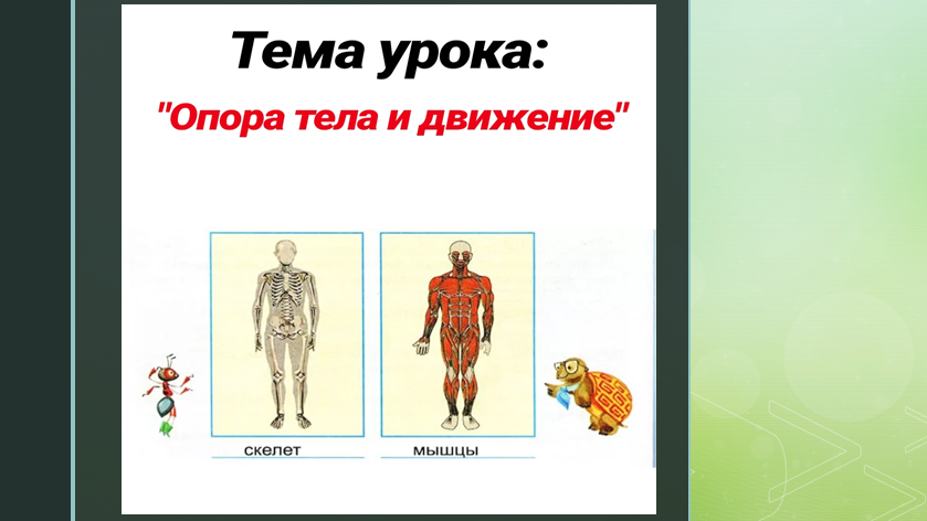 Окружающий 3 класс презентация человек