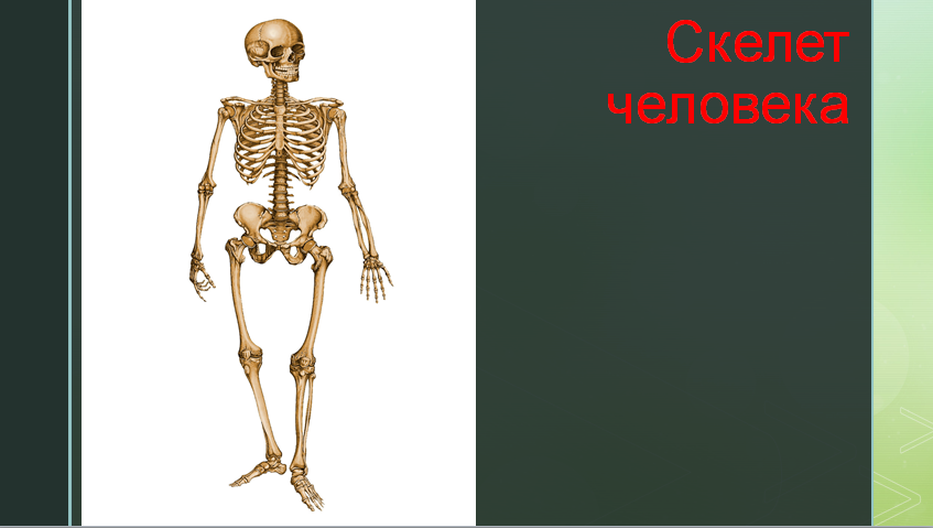 Скелет опора человека. Скелет наша опора. Опора тела и движение. Скелет опора тела 3 класс.