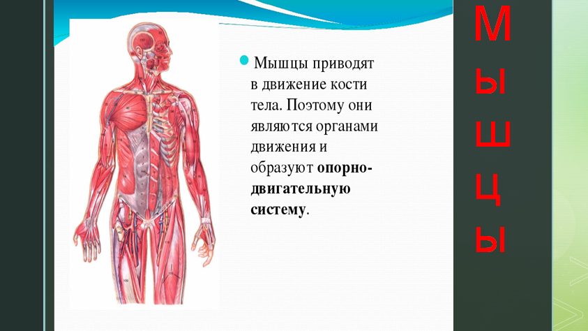 Опора тела презентация 3 класс