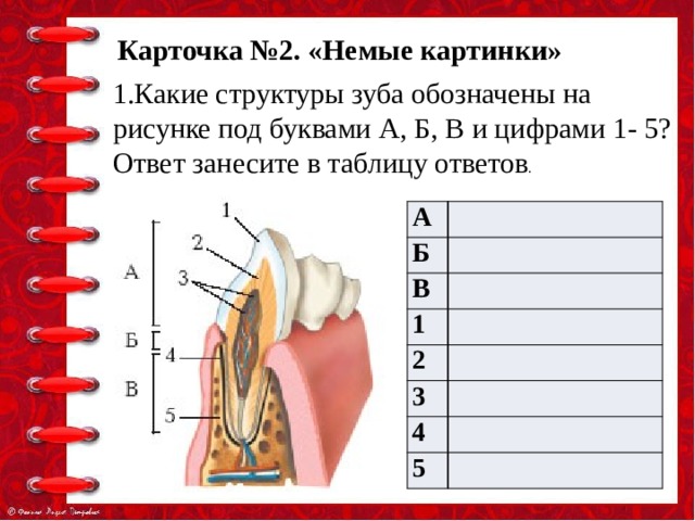 Карточка №2. «Немые картинки» 1.Какие структуры зуба обозначены на рисунке под буквами А, Б, В и цифрами 1- 5? Ответ занесите в таблицу ответов . А Б В 1 2 3 4 5 