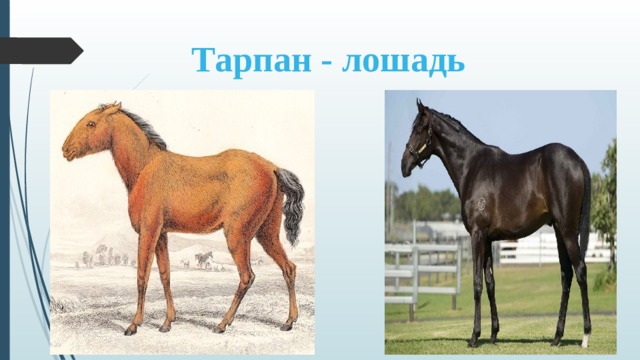 Тарпан - лошадь 