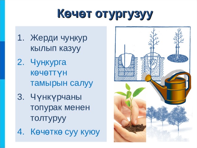 Көчөт отургузуу Жерди чуңкур кылып казуу Чуңкурга көчөттүн тамырын салуу Чүнкүрчаны топурак менен толтуруу Көчөткө суу куюу 