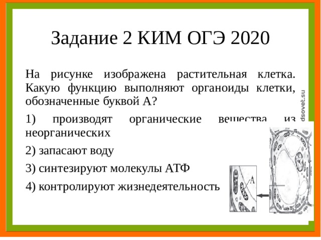 На рисунке изображена растительная клетка какую функцию выполняет часть клетки обозначенная буквой а