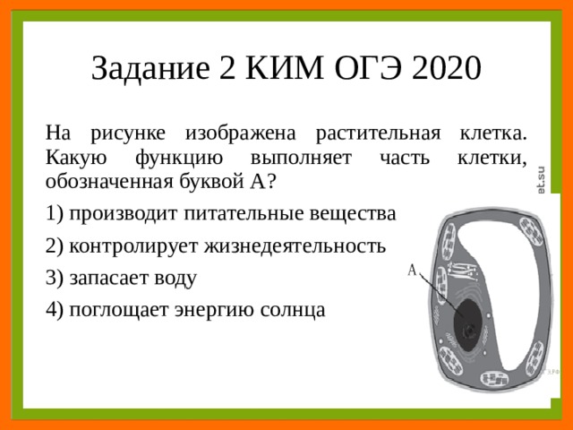 На рисунке изображена растительная клетка какую функцию выполняет органоиды клетки под буквой а