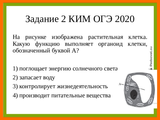 На рисунке изображена растительная клетка какую функцию выполняет часть клетки