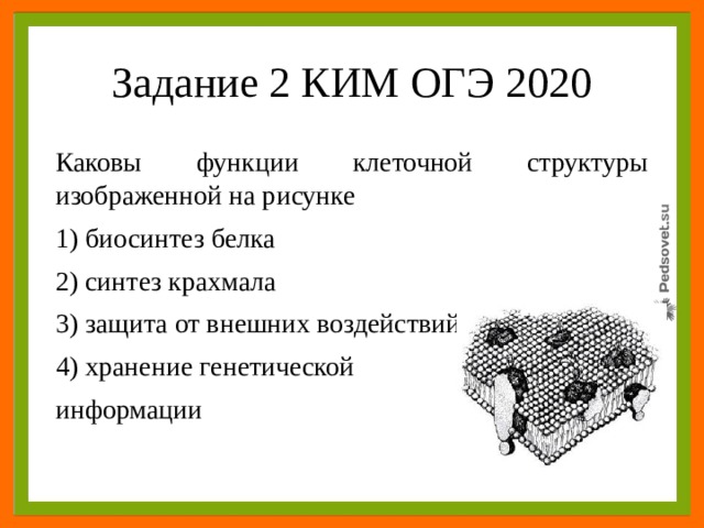 Каковы функции клеточного. Какова функция клеточной структуры изображённой на рисунке. Каковафукнцияклеточной структуры изображен нарисунке. Защита от внешних воздействий клеточная структура. Функция защиты от внешних воздействий клеточной структуры рисунок.