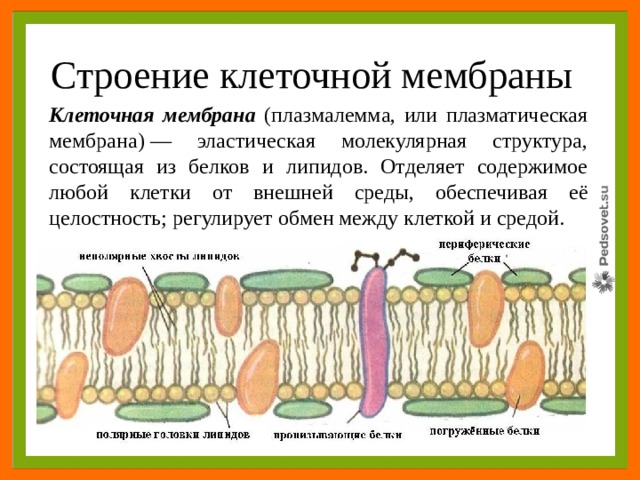 Плазмалемма. Клеточная мембрана плазмалемма. Клеочная мембрана иплазмолема. Мембрана клетки 5 класс биология. Плазматическая мембрана и клеточная стенка.