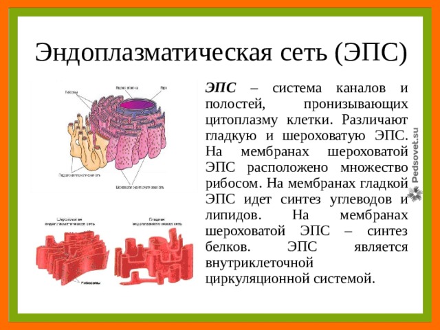 Соотнесите объекты с их обозначениями на рисунке шероховатая эпс везикула рибосома