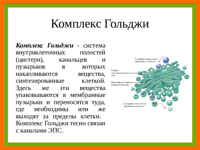 Состоит из мембраны пузырьков цистерн